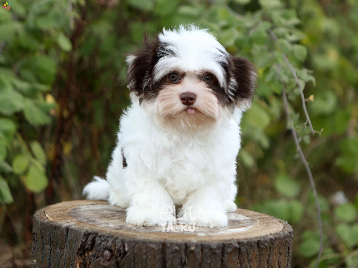 Morkie Oreo 2