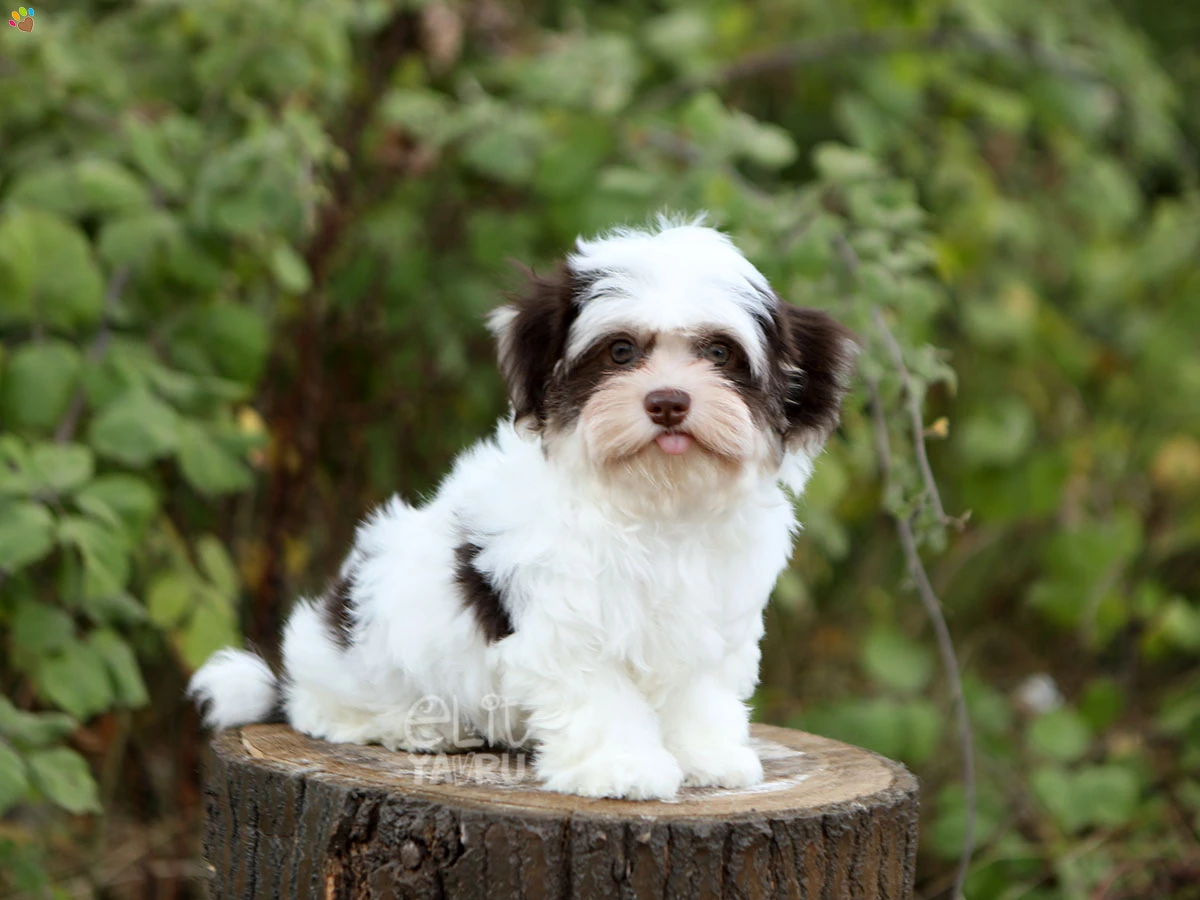 Morkie Oreo