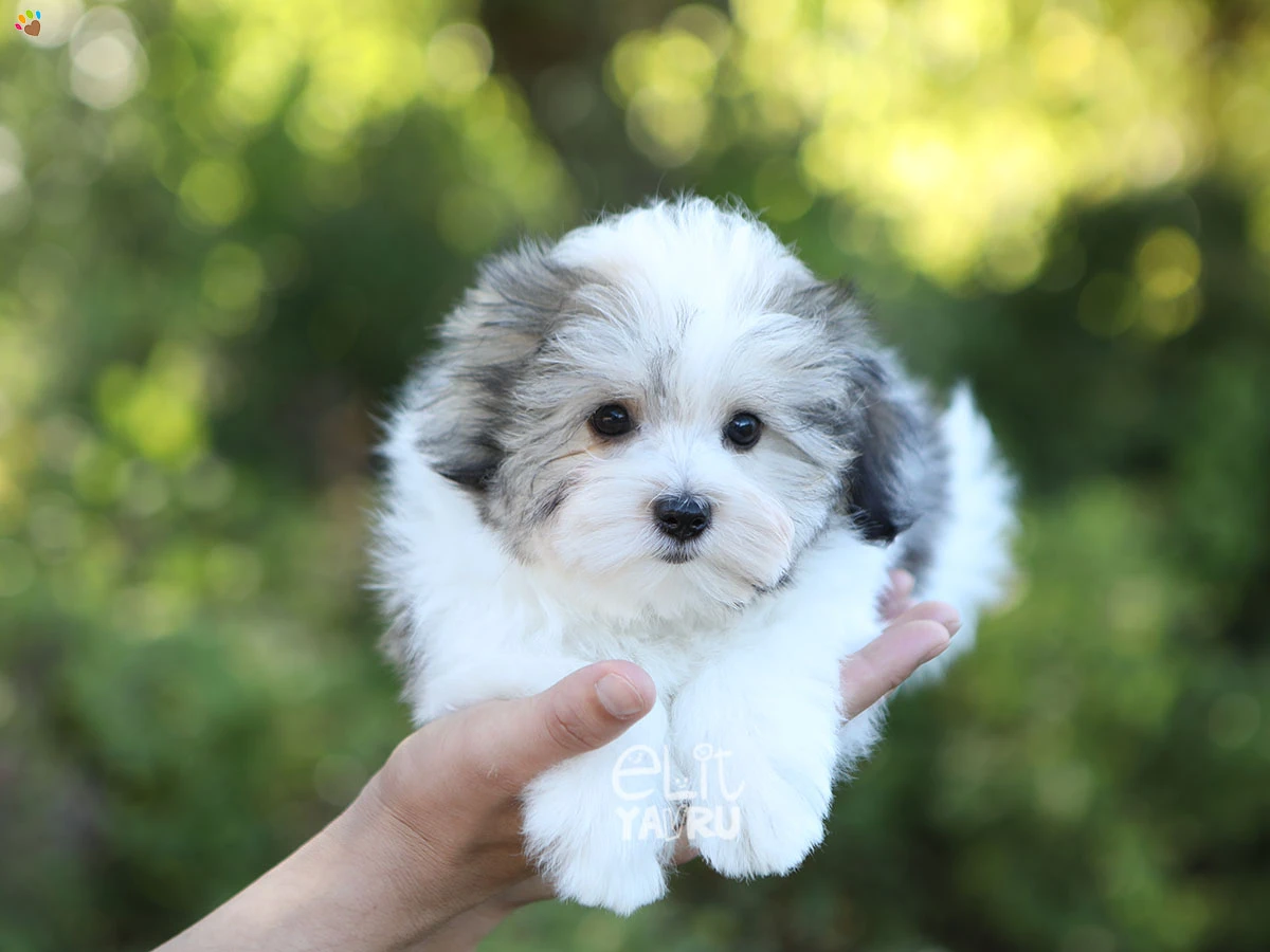 Morkie Osa 4