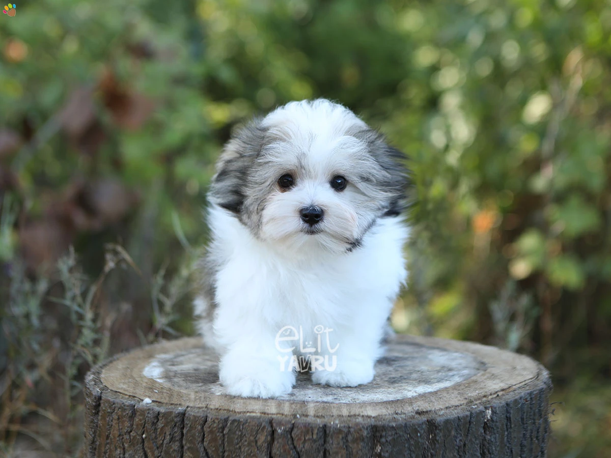 Morkie Osa 2