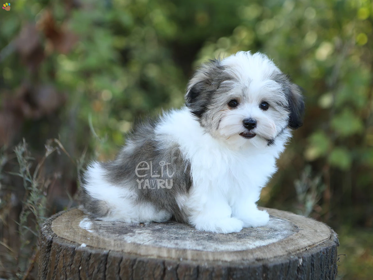 Morkie Osa
