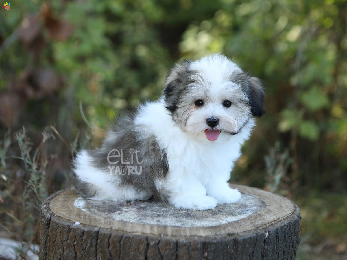 Morkie Osa 1