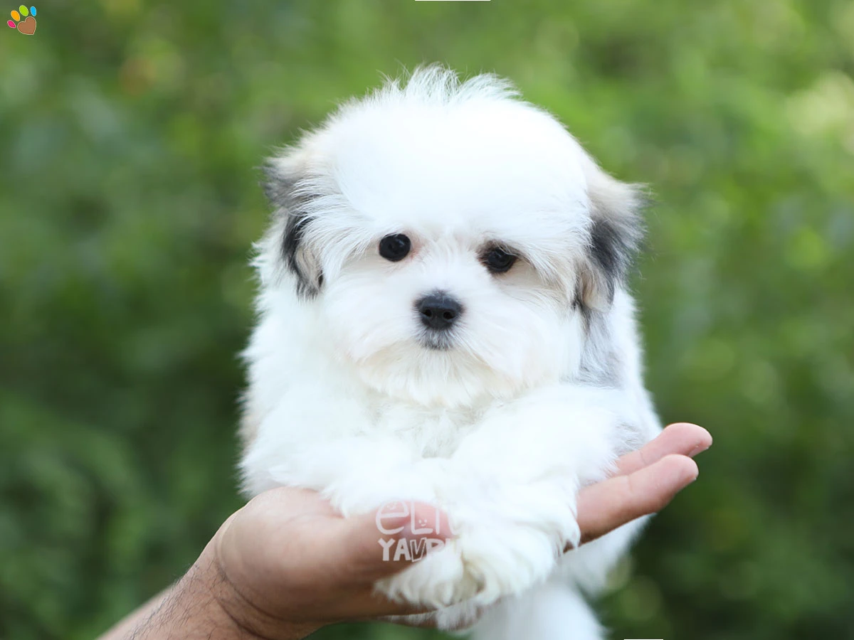 Morkie Oskar