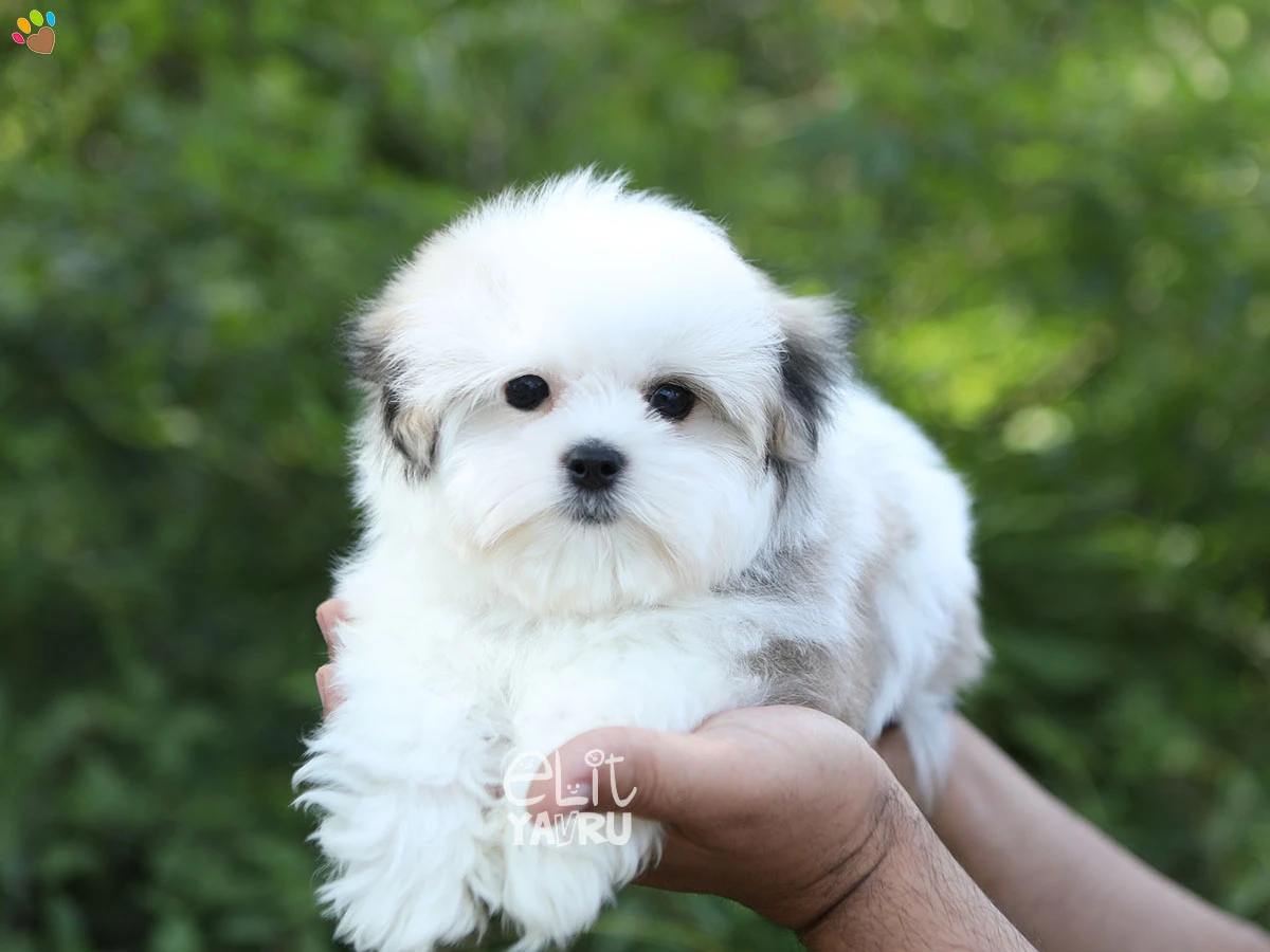 Morkie Oskar 1