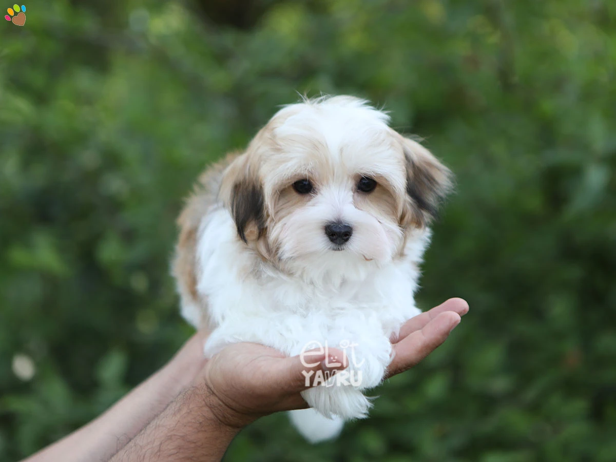 Morkie Owen 2