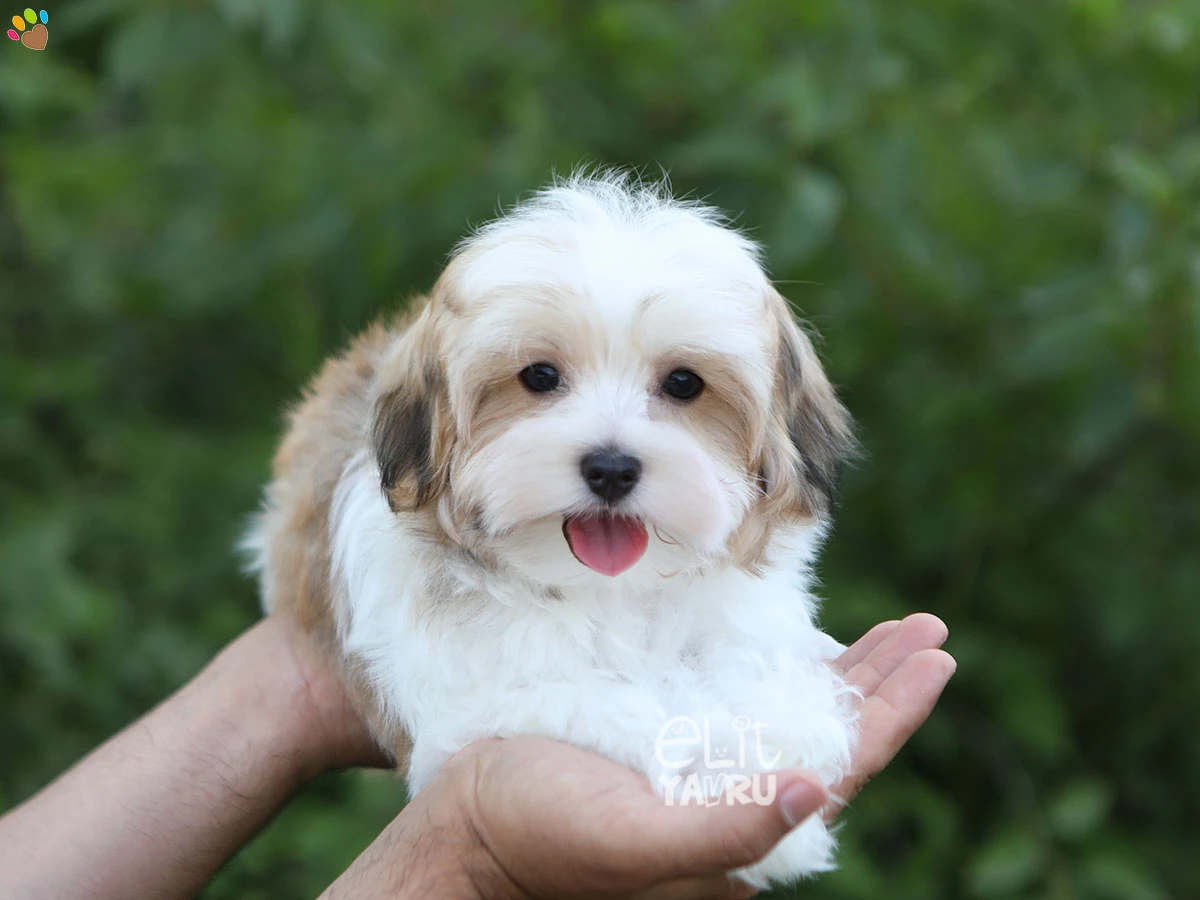 Morkie Owen