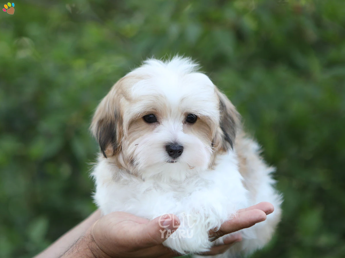 Morkie Owen 1