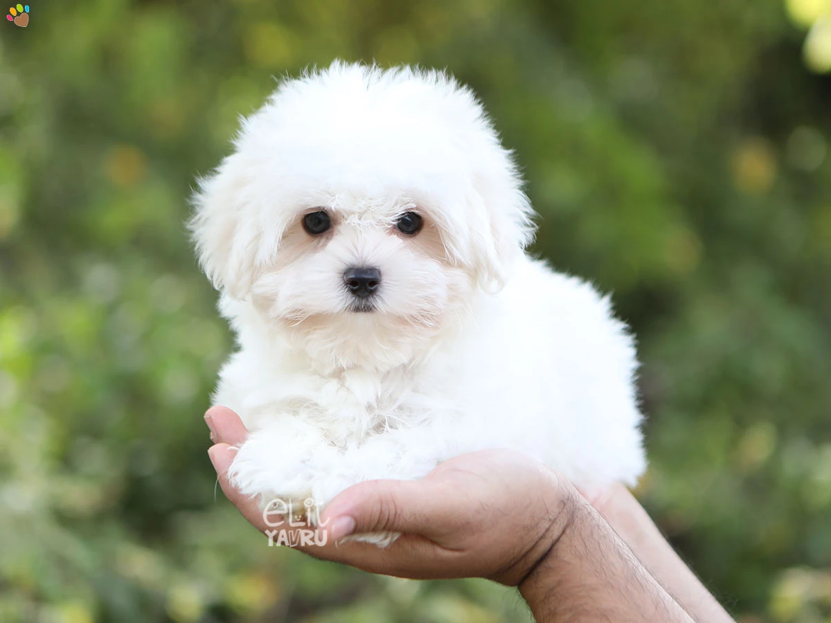 Morkie Ringo