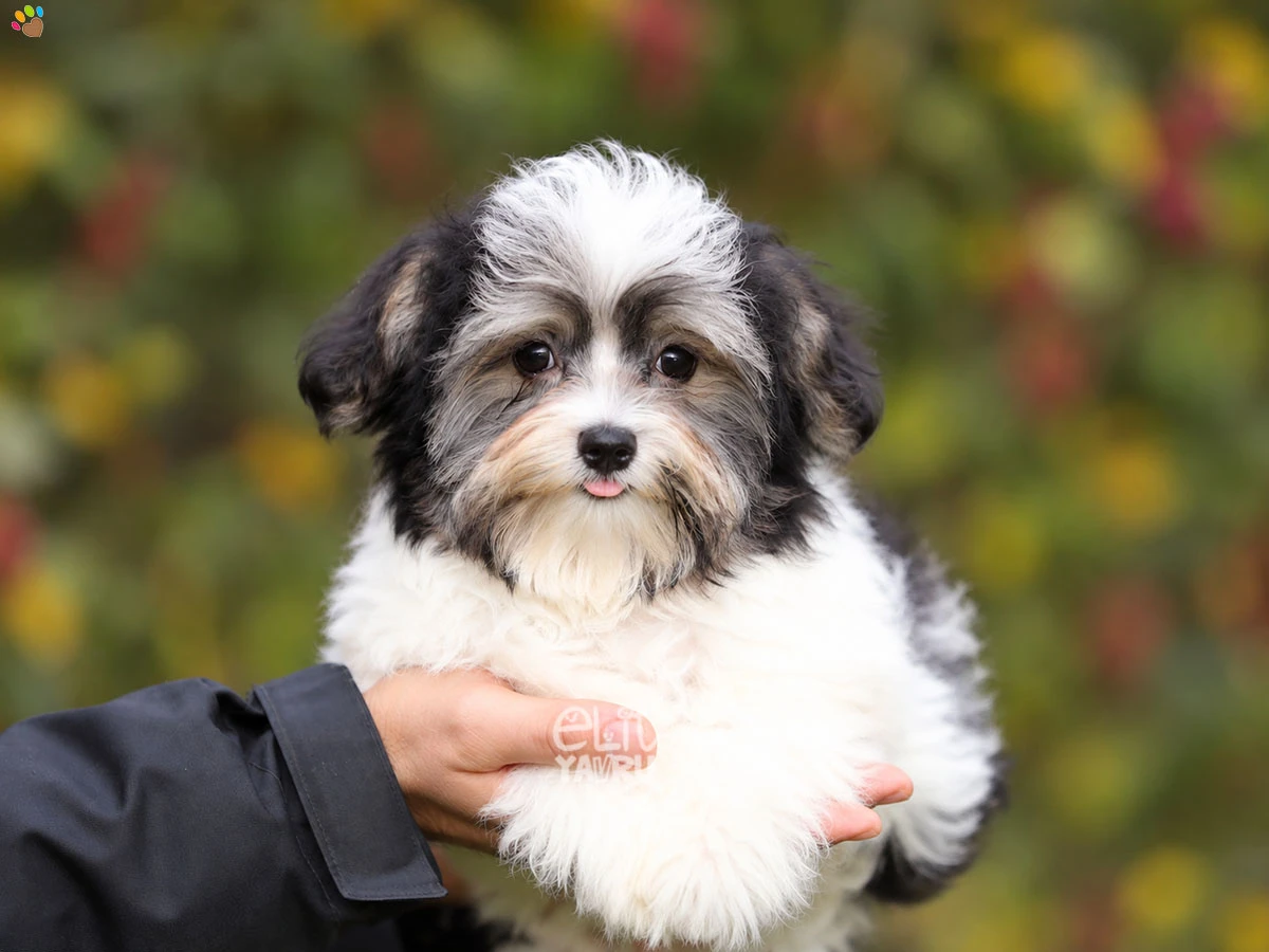 Morkie Rose