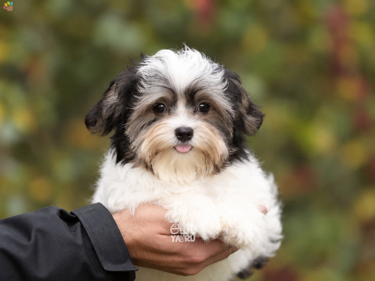 Morkie Rose 1