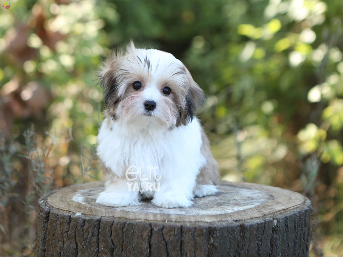 Morkie Shelby