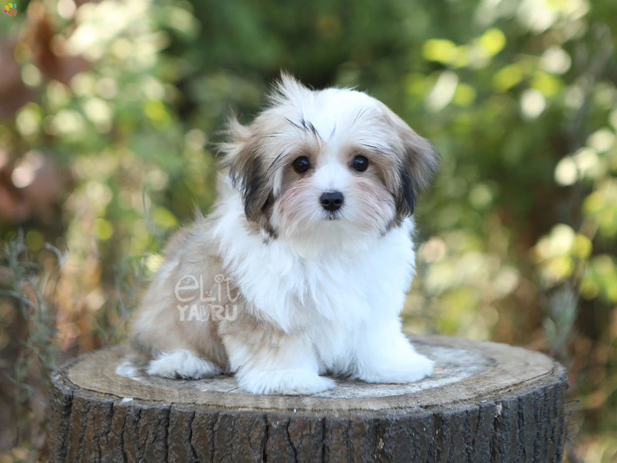 Morkie Shelby 3