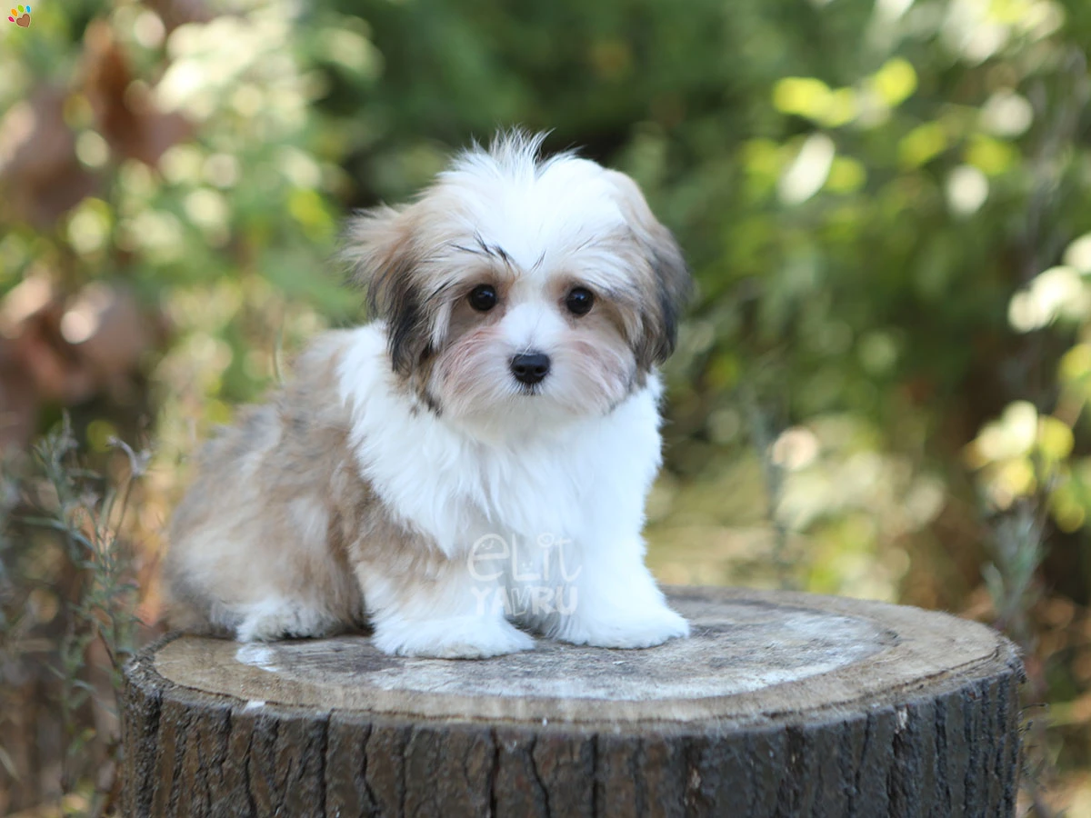 Morkie Shelby 4