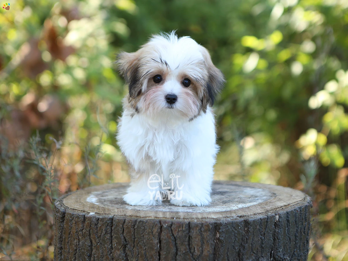 Morkie Shelby 1