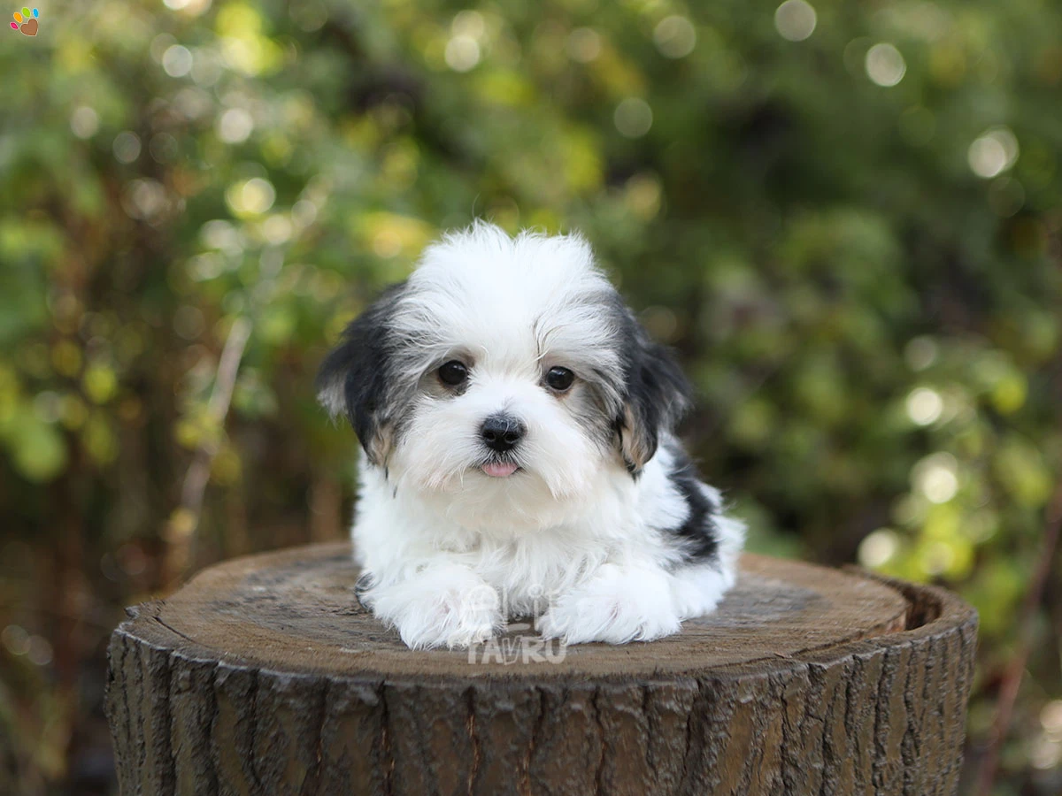Morkie Simon 2
