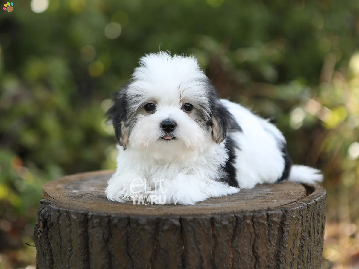 Morkie Simon