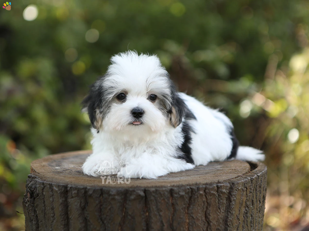 Morkie Simon 1