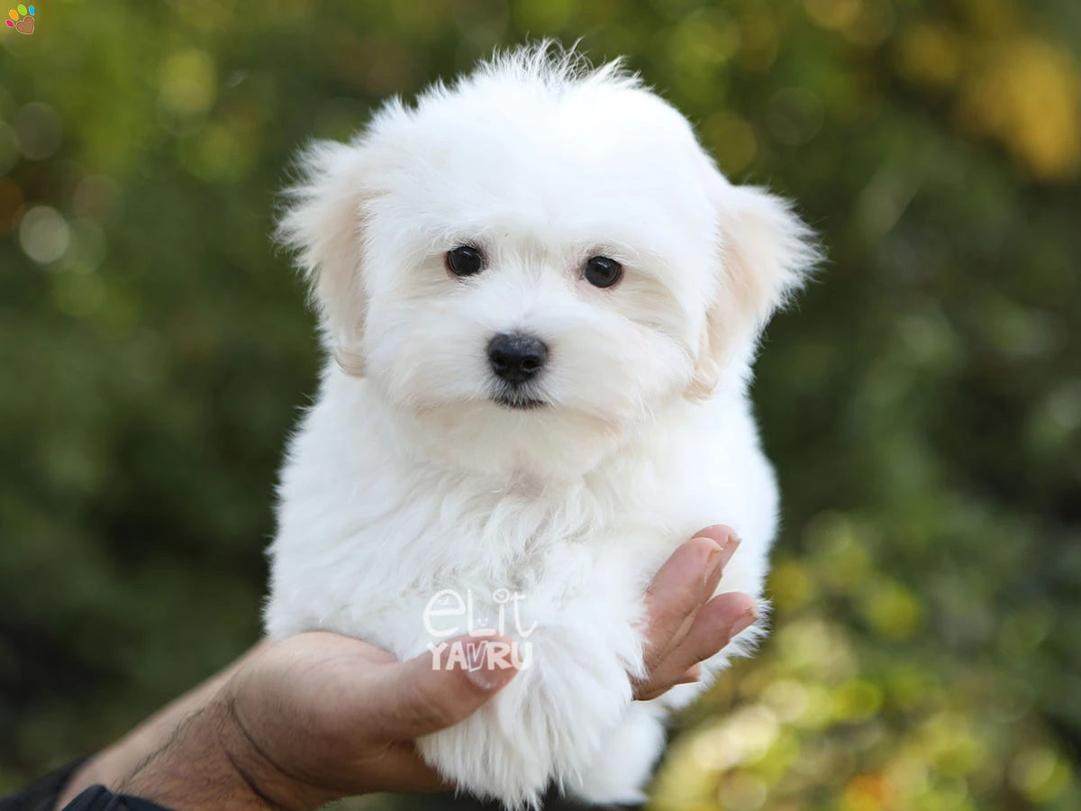 Morkie Sirius