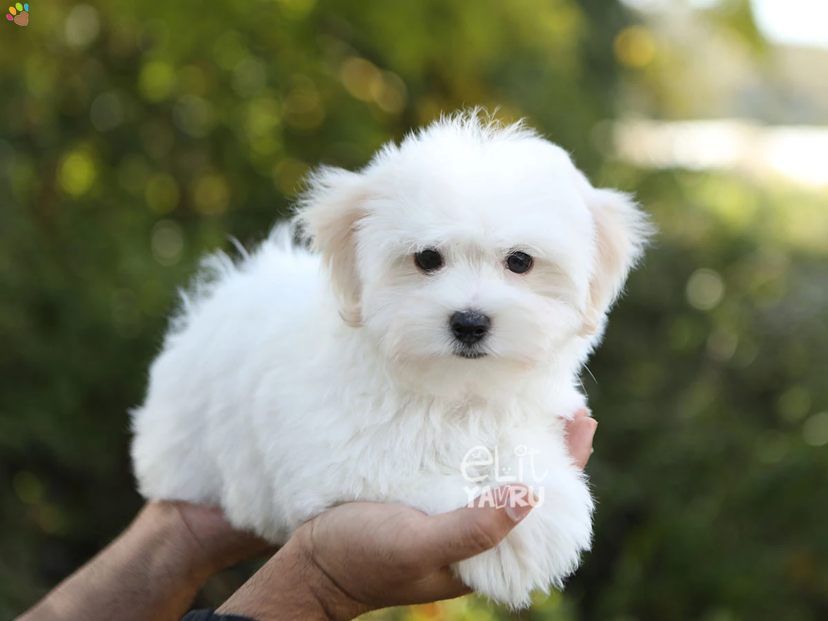Morkie Sirius 1