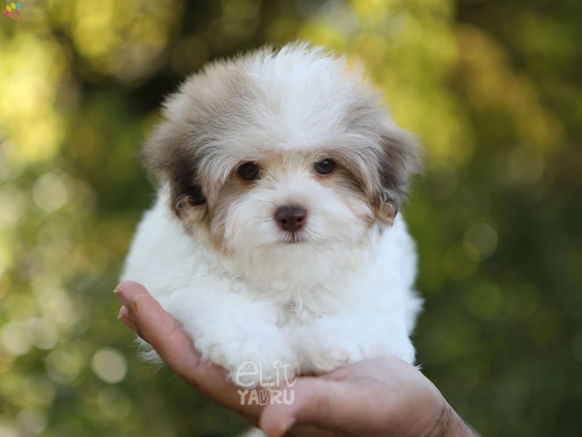 Morkie Snoopy 2