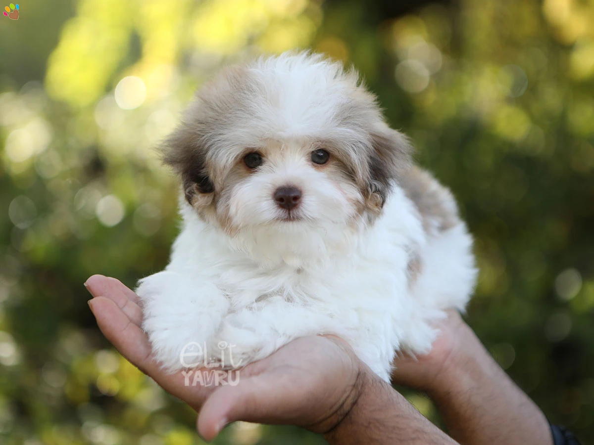 Morkie Snoopy