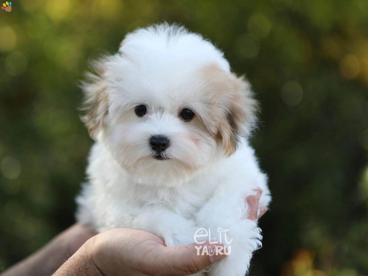 Morkie Snow 1