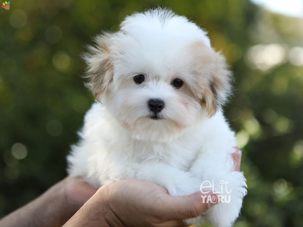 Morkie Snow