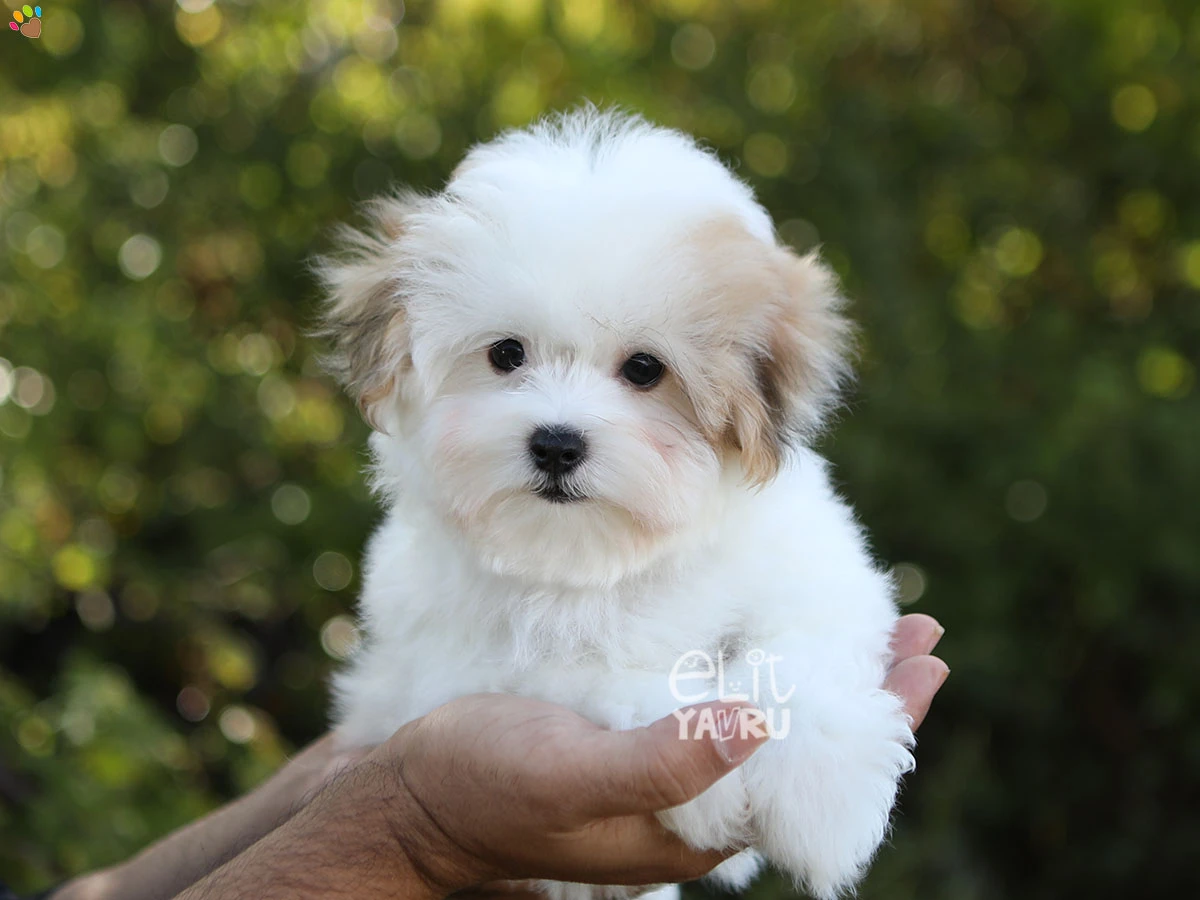 Morkie Snow 3