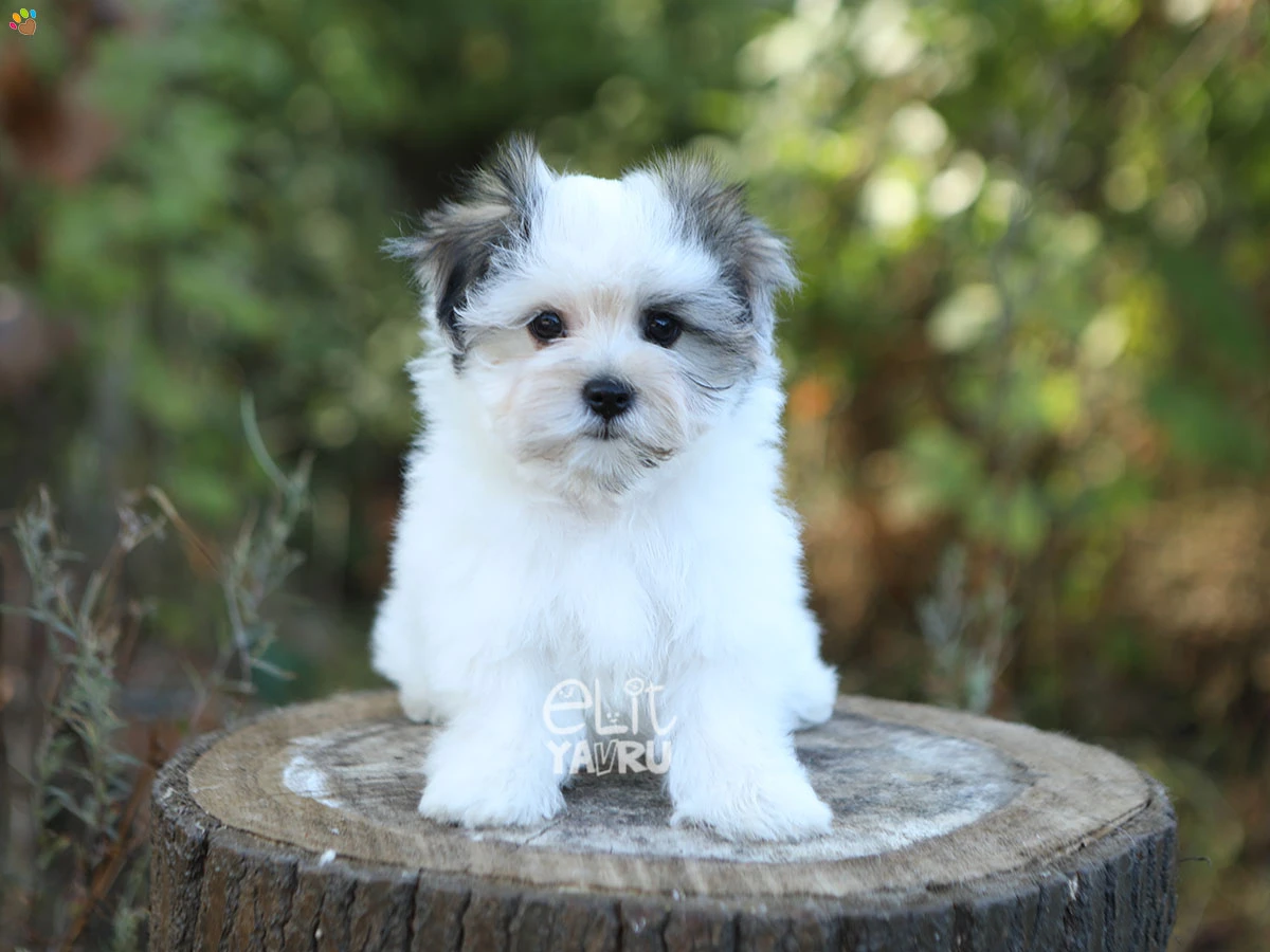 Morkie Sophia 2