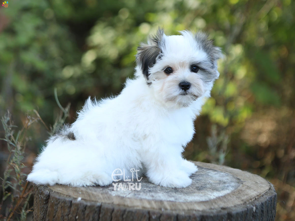 Morkie Sophia 3