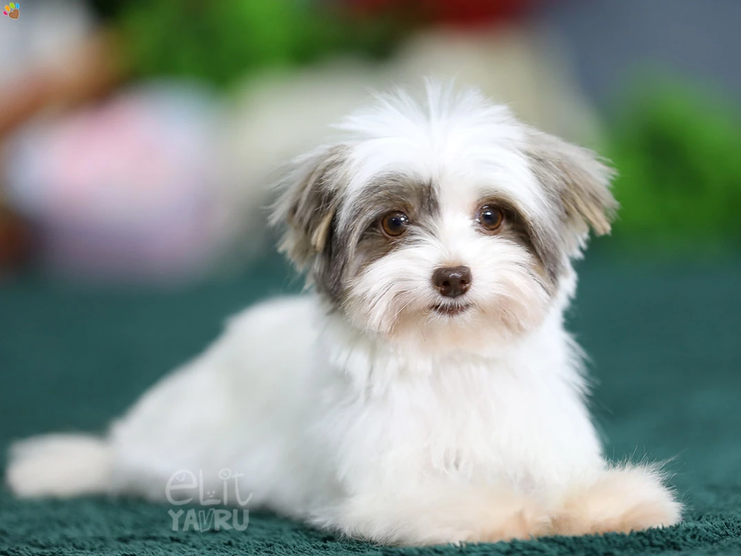 Morkie Stella 5