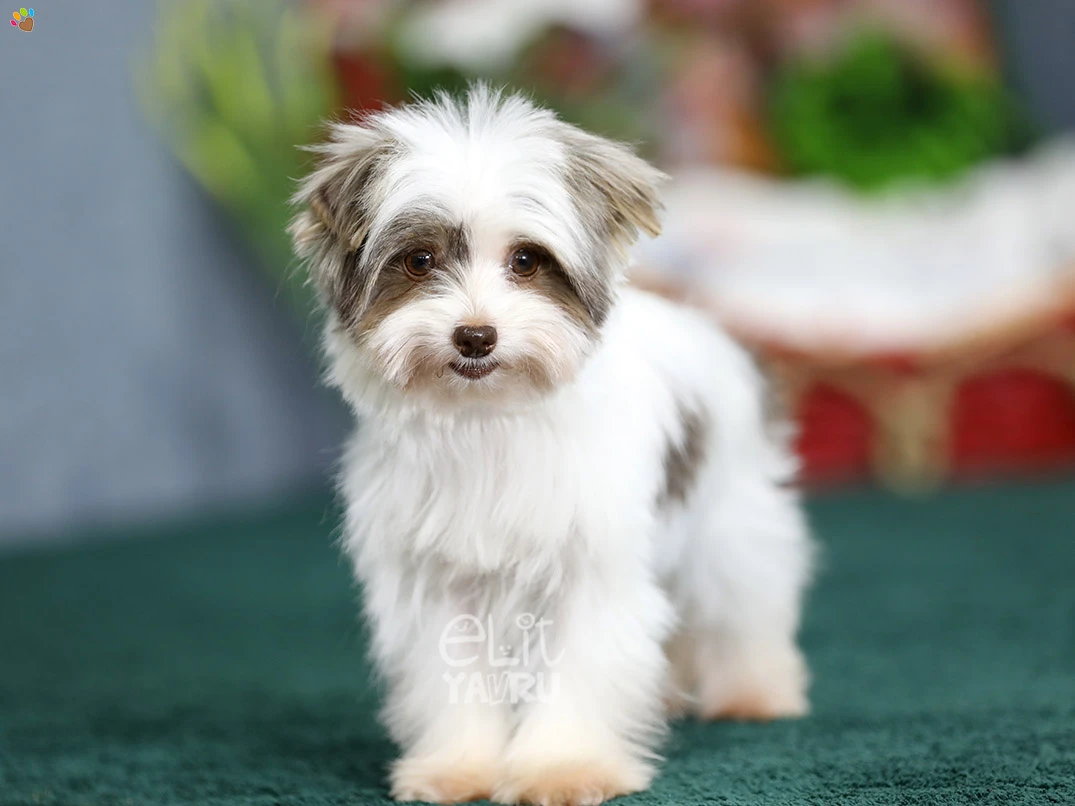Morkie Stella 3