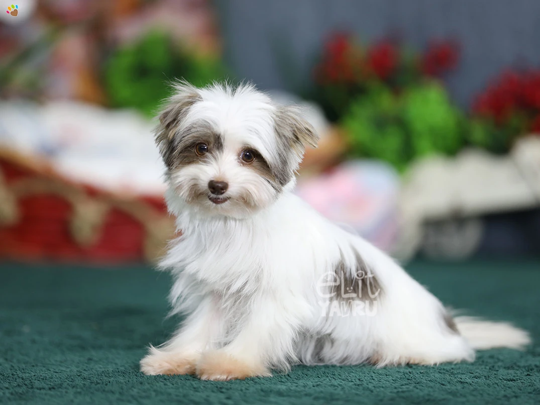 Morkie Stella 4