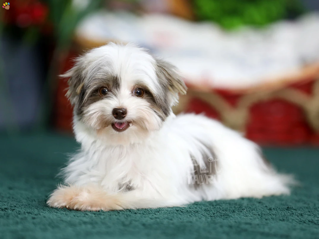 Morkie Stella 1