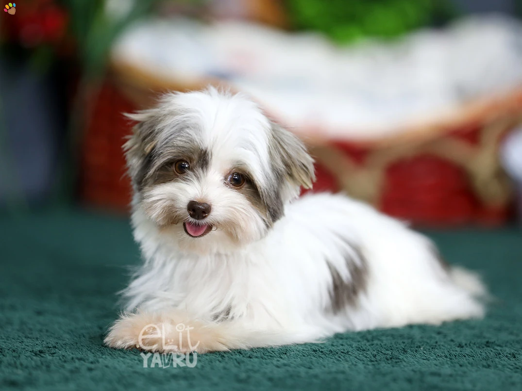 Morkie Stella
