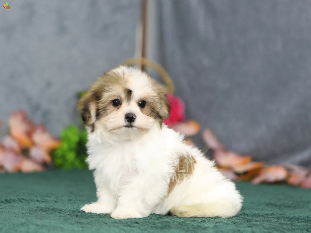 Morkie Tara