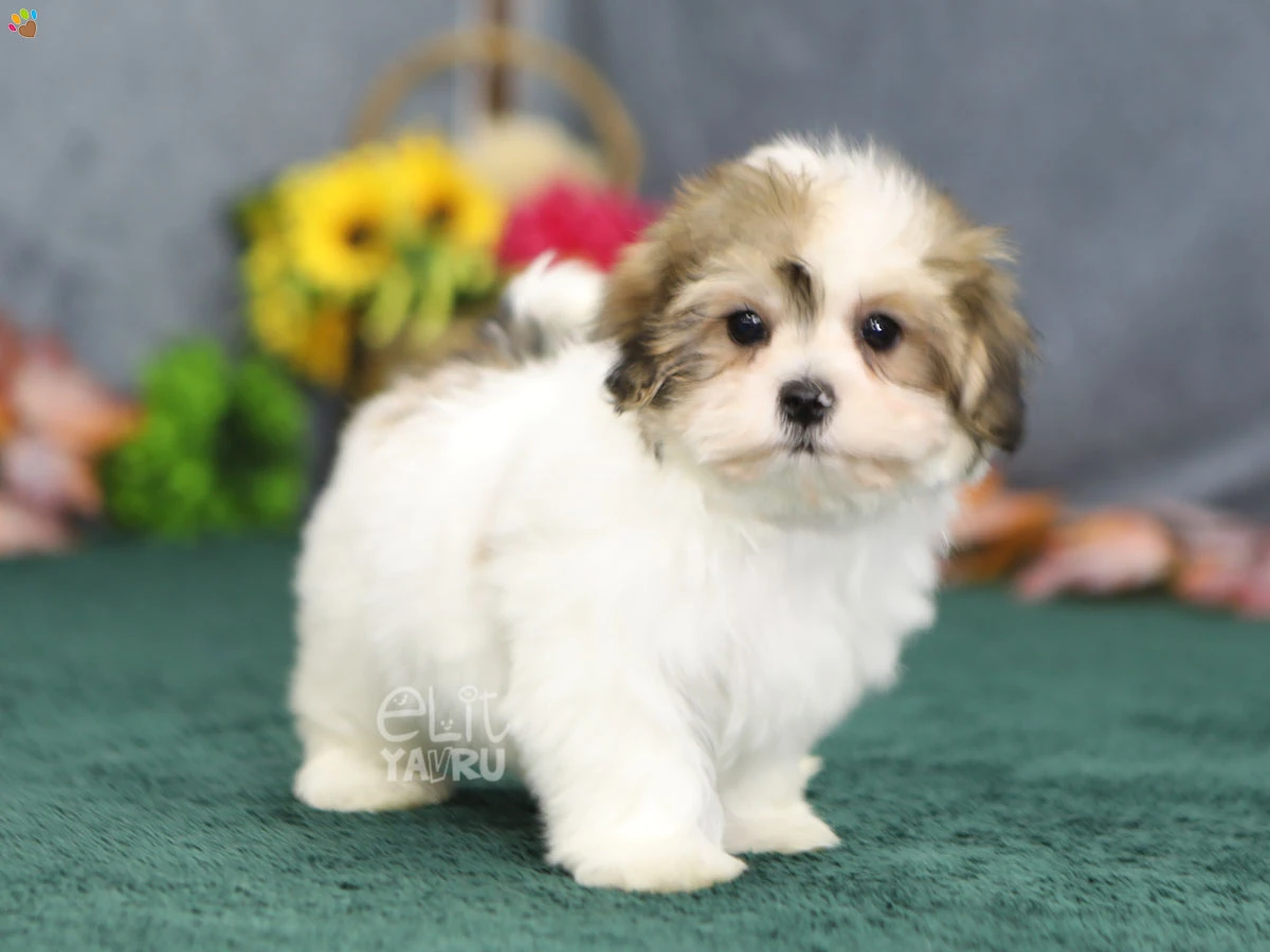 Morkie Tara 1