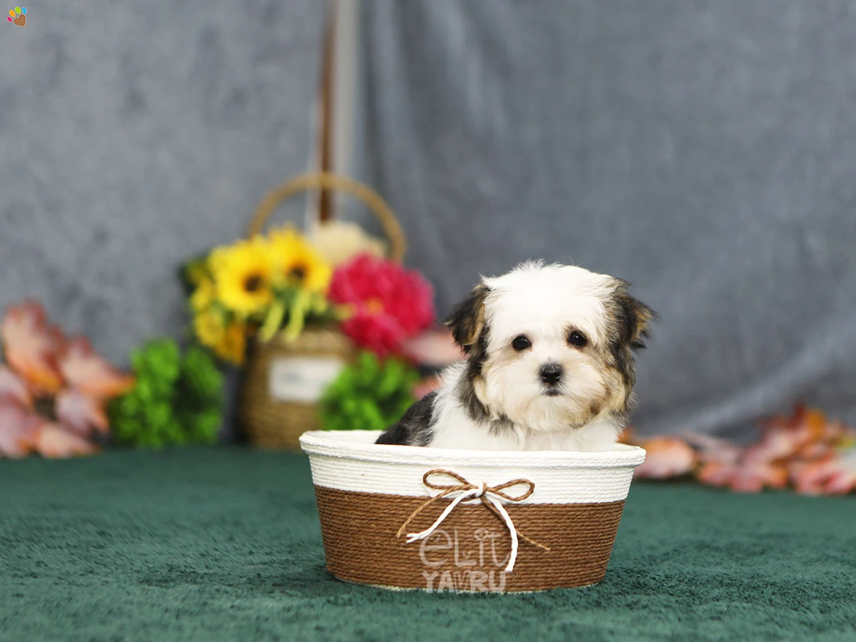 Morkie Venus