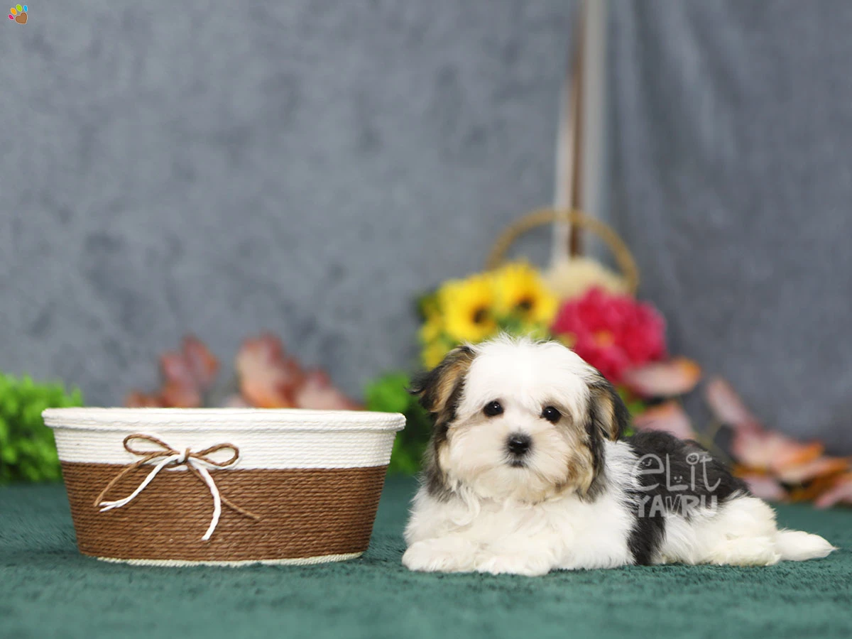 Morkie Venus 2