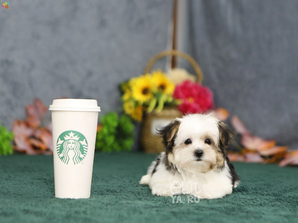 Morkie Venus 3