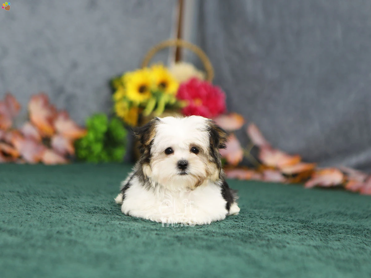 Morkie Venus 1