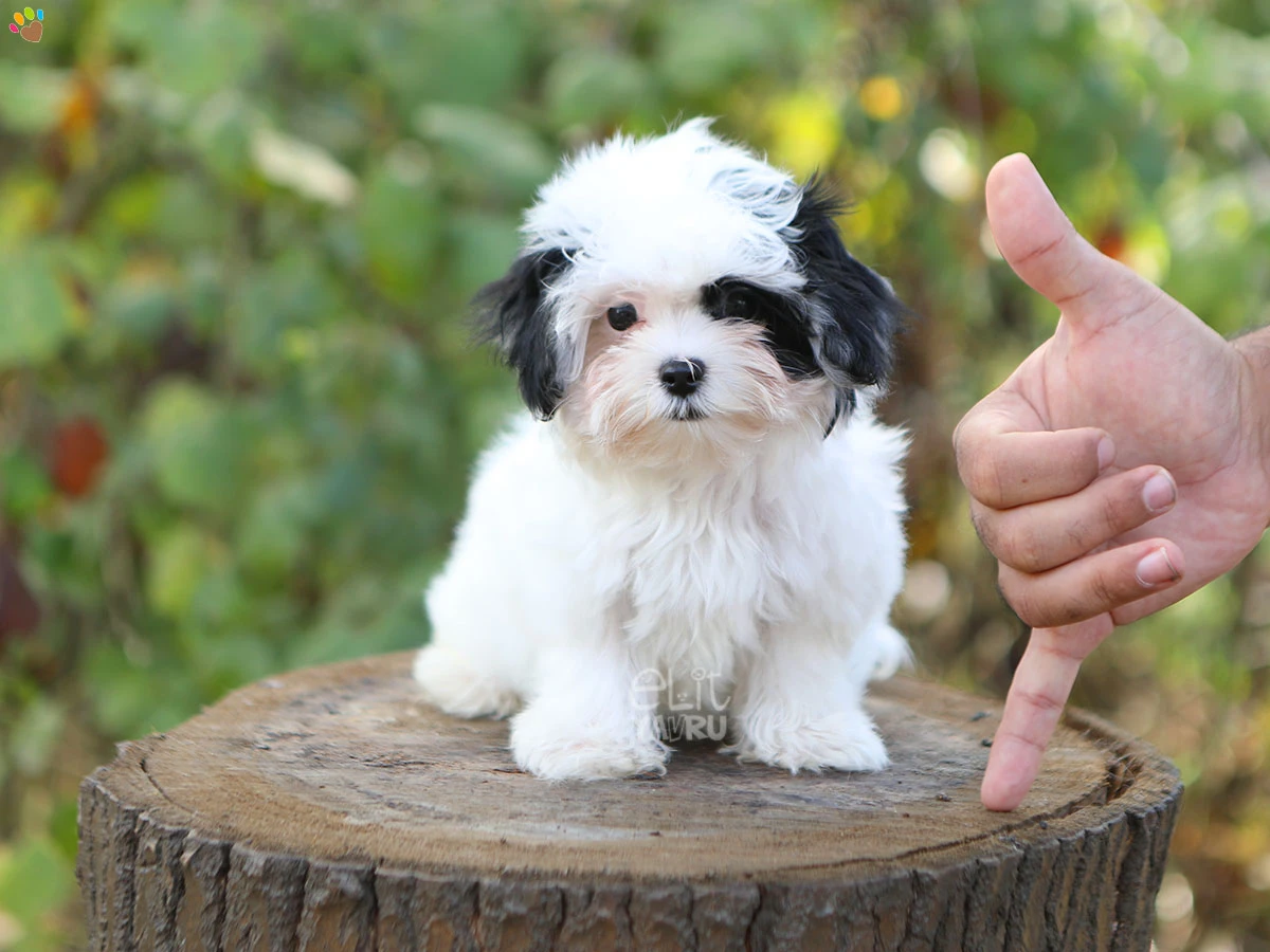 Morkie Viola