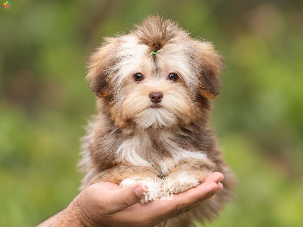 Morkie Violet