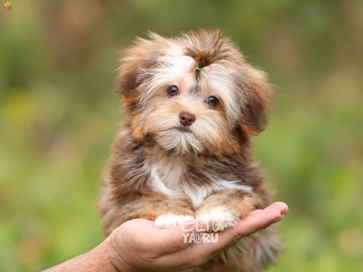 Morkie Violet 1