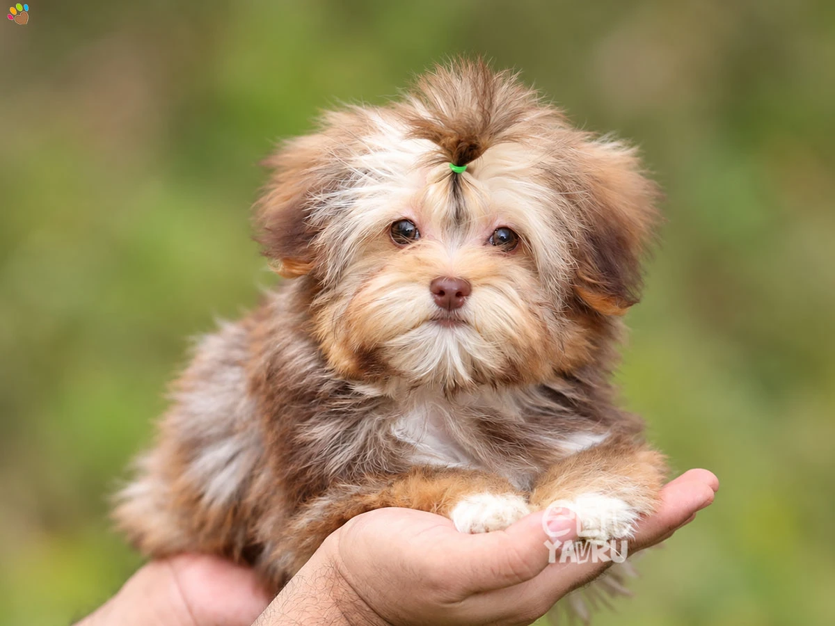 Morkie Violet 2