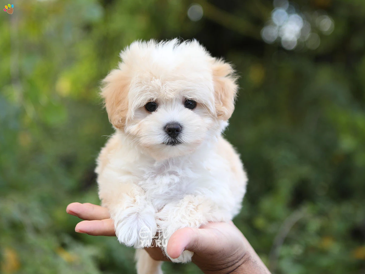 Morkie Vita