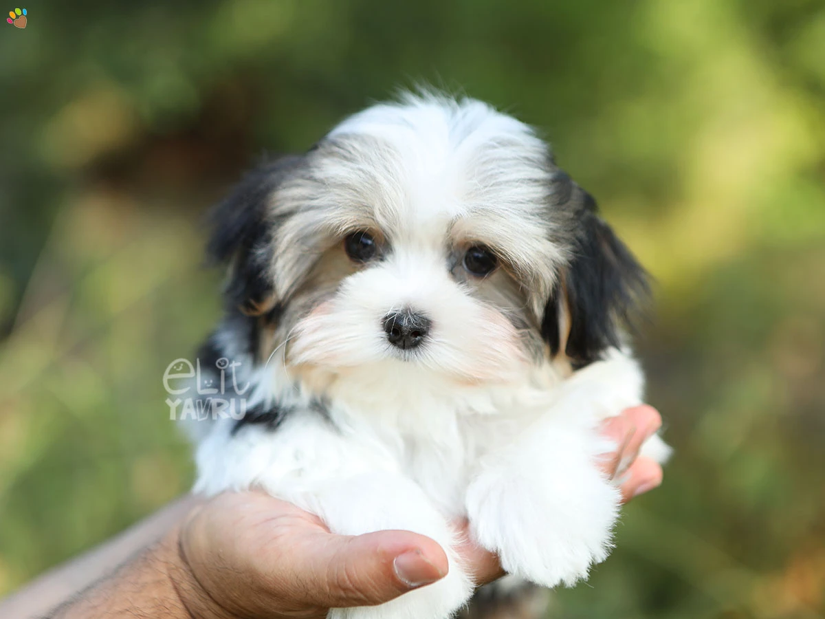 Morkie Whisky 1