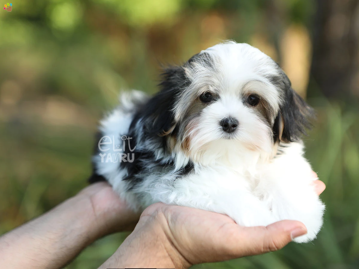 Morkie Whisky