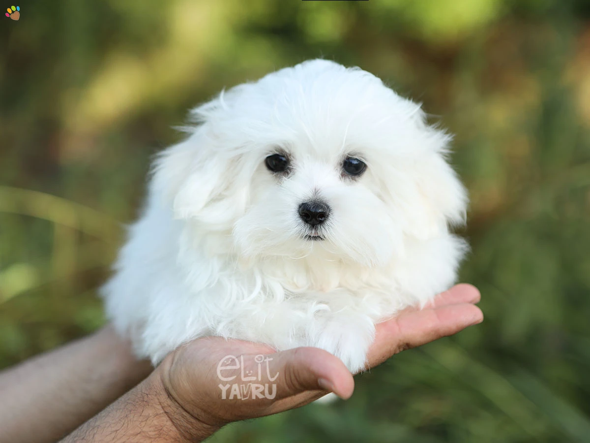 Morkie Winnie