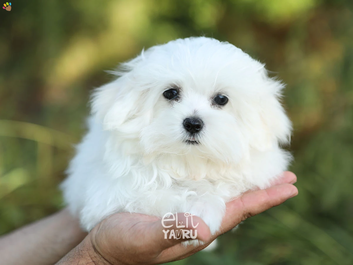 Morkie Winnie 2
